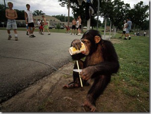 Chimpanzee-Drinking-Coke-small