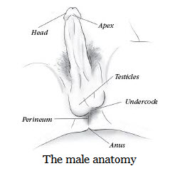 The Anatomy of The Penis
